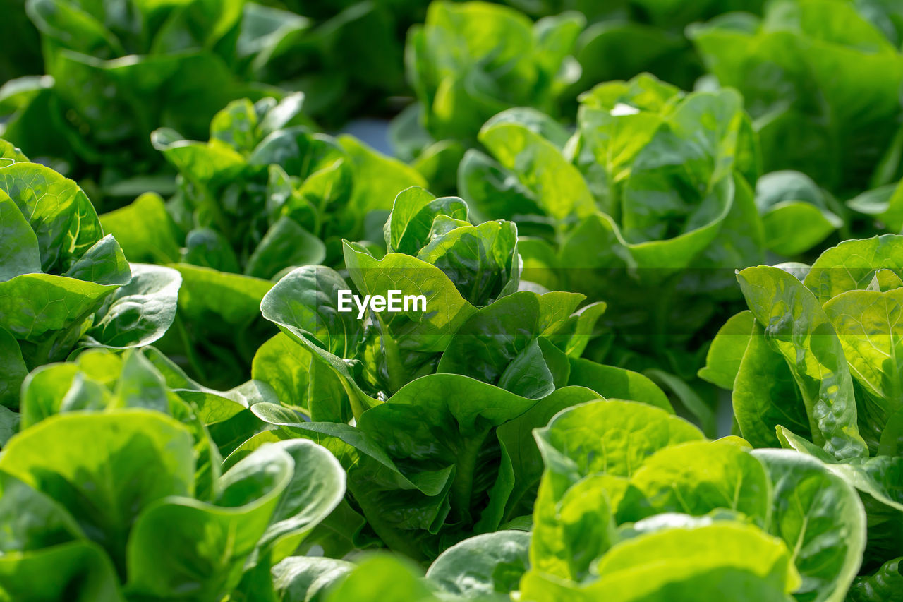 CLOSE-UP OF GREEN LEAVES