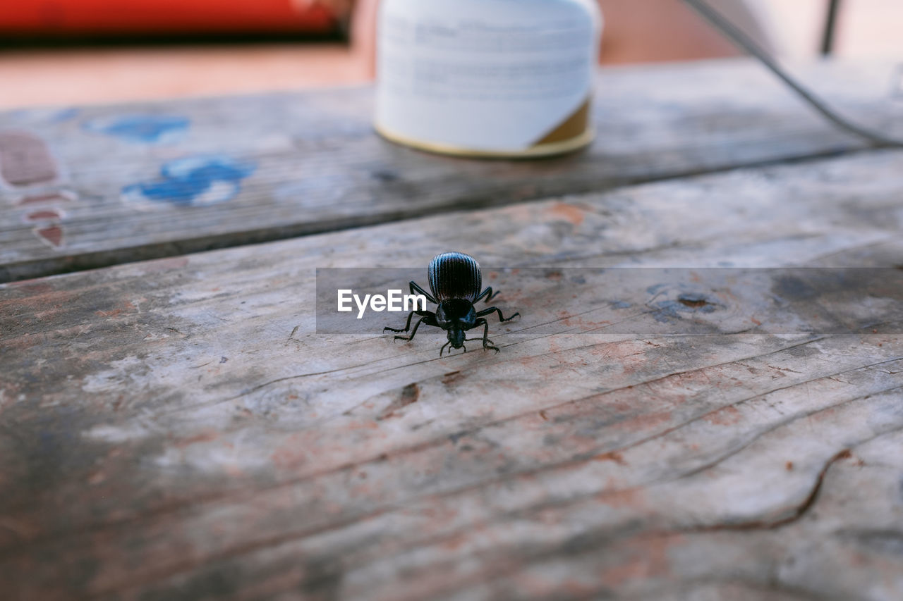 Insect on table