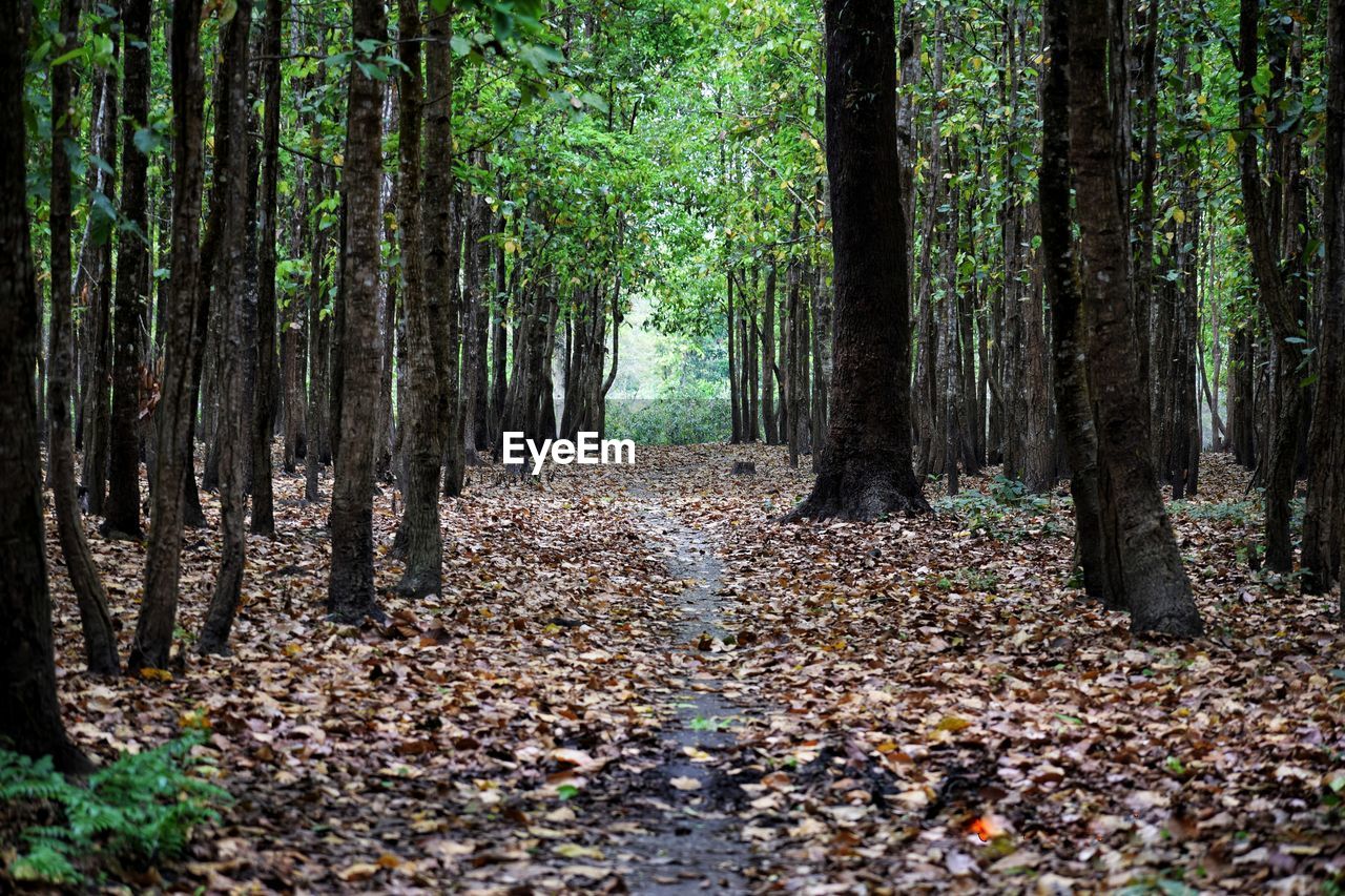 VIEW OF TREES IN FOREST