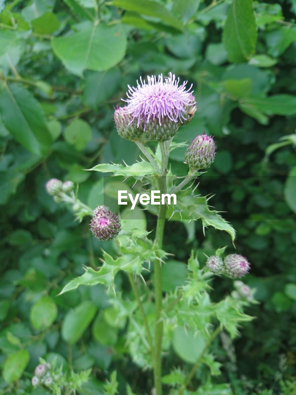 Close-up of purple flowers