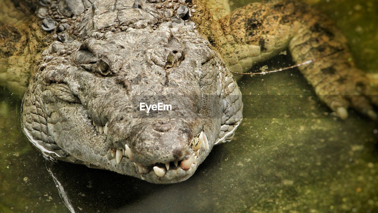 Close-up of crocodile in pond