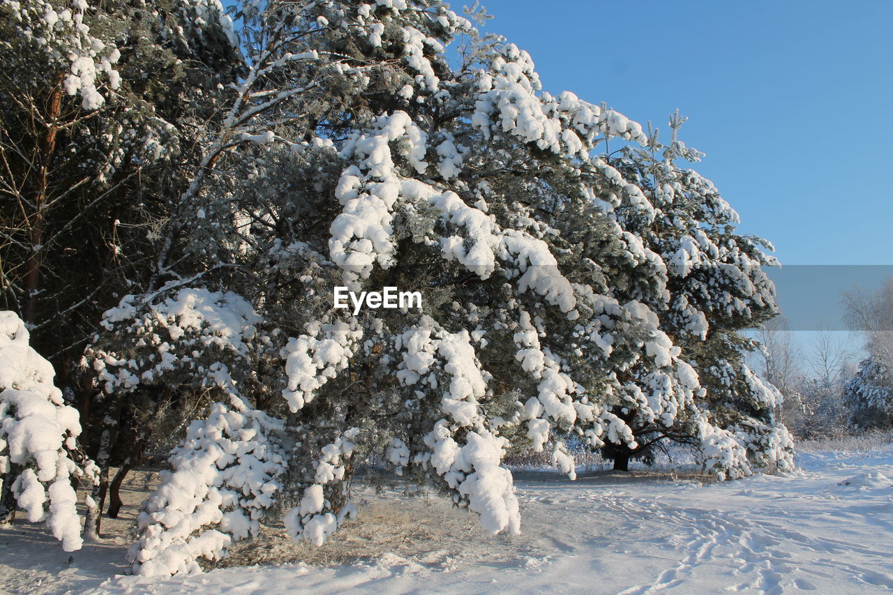snow, cold temperature, winter, tree, plant, nature, landscape, environment, beauty in nature, land, scenics - nature, sky, frozen, coniferous tree, pine tree, no people, white, pinaceae, tranquility, day, non-urban scene, tranquil scene, blue, clear sky, mountain, forest, pine woodland, frost, outdoors, ice, sunlight, sunny, freezing, travel destinations, mountain range