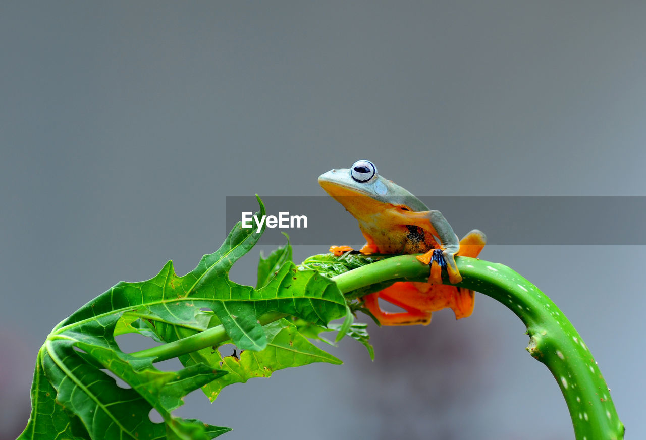 animal themes, animal, animal wildlife, one animal, green, wildlife, nature, reptile, plant part, leaf, no people, plant, lizard, close-up, branch, environment, macro photography, amphibian, yellow, tree, copy space, tree frog, outdoors, animal body part, environmental conservation