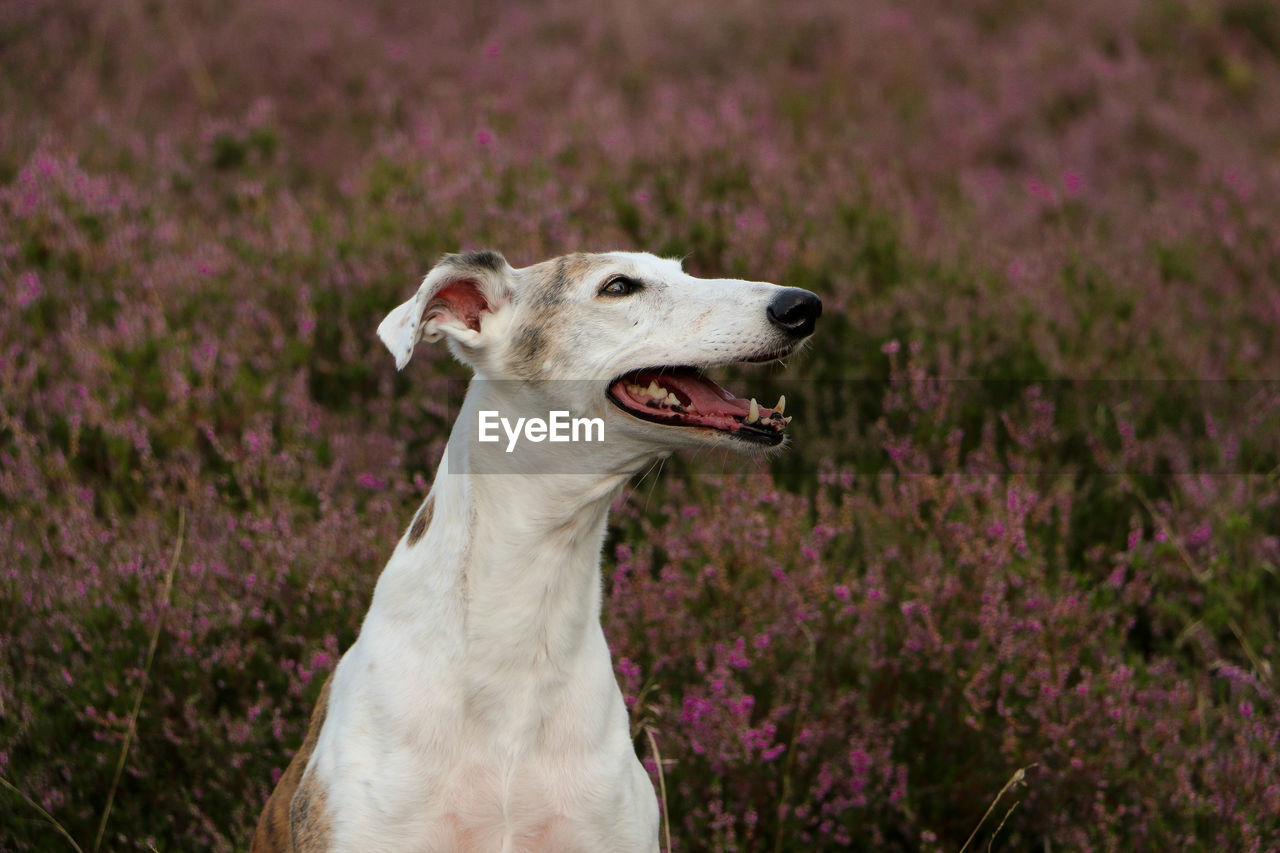 CLOSE-UP OF A DOG LOOKING AWAY