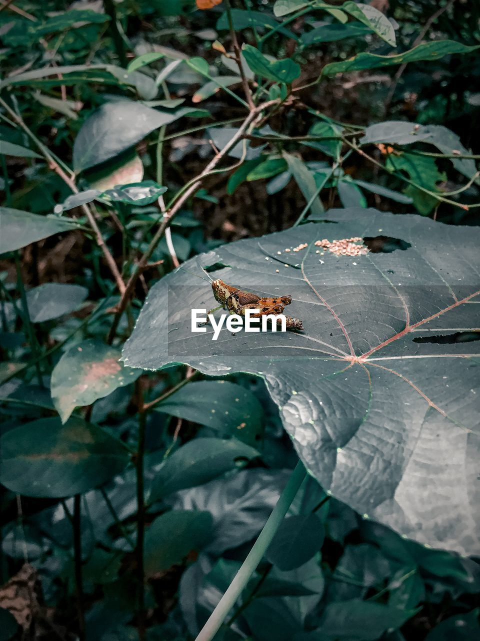 HIGH ANGLE VIEW OF BUTTERFLY ON LEAF