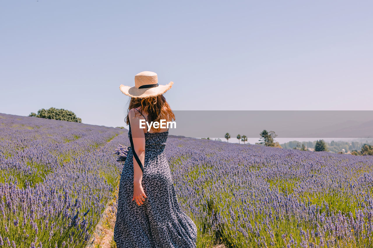 Woman in a hat walking in lavender flowers field, view from the back