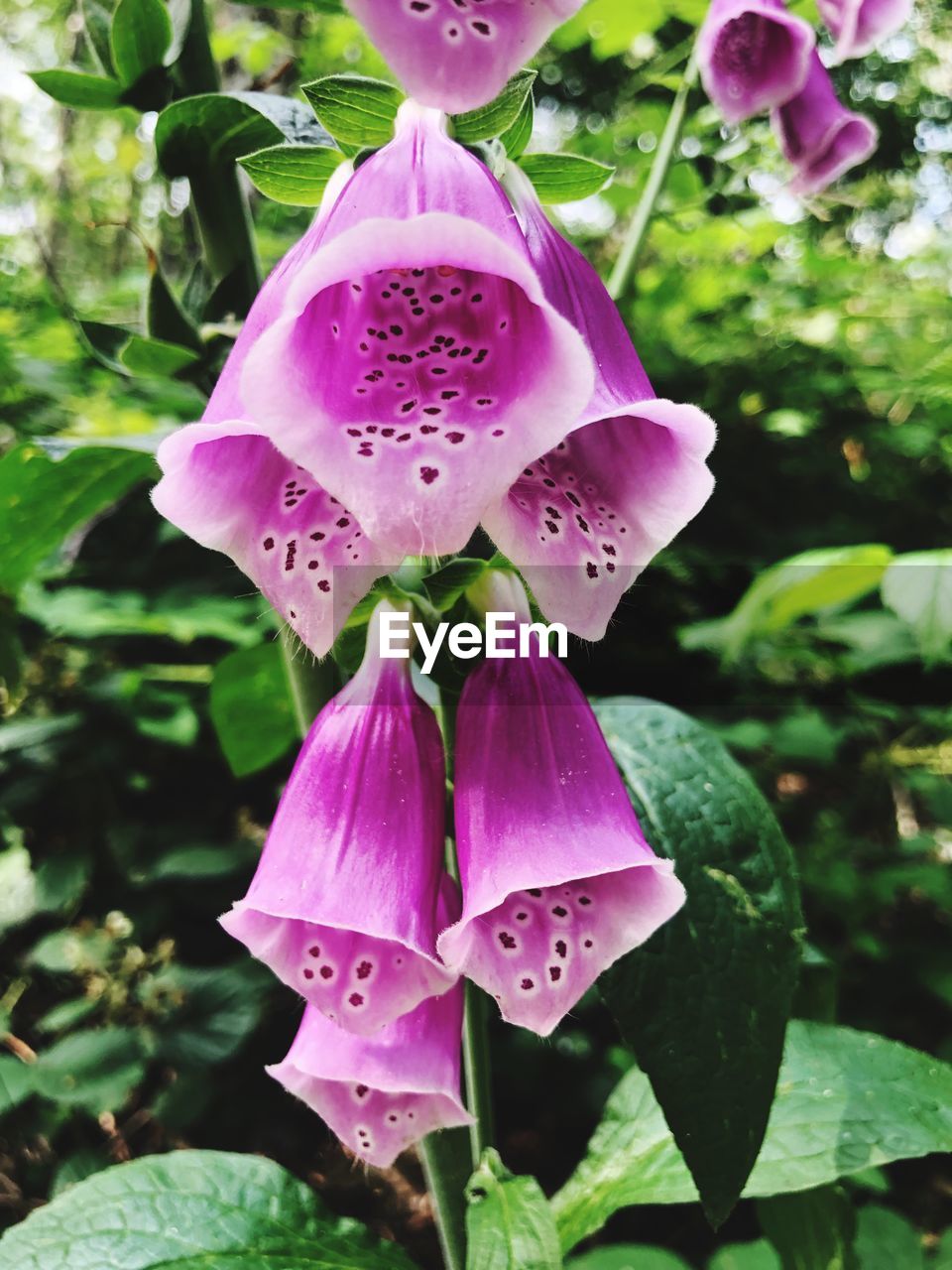 CLOSE-UP OF PINK FLOWER