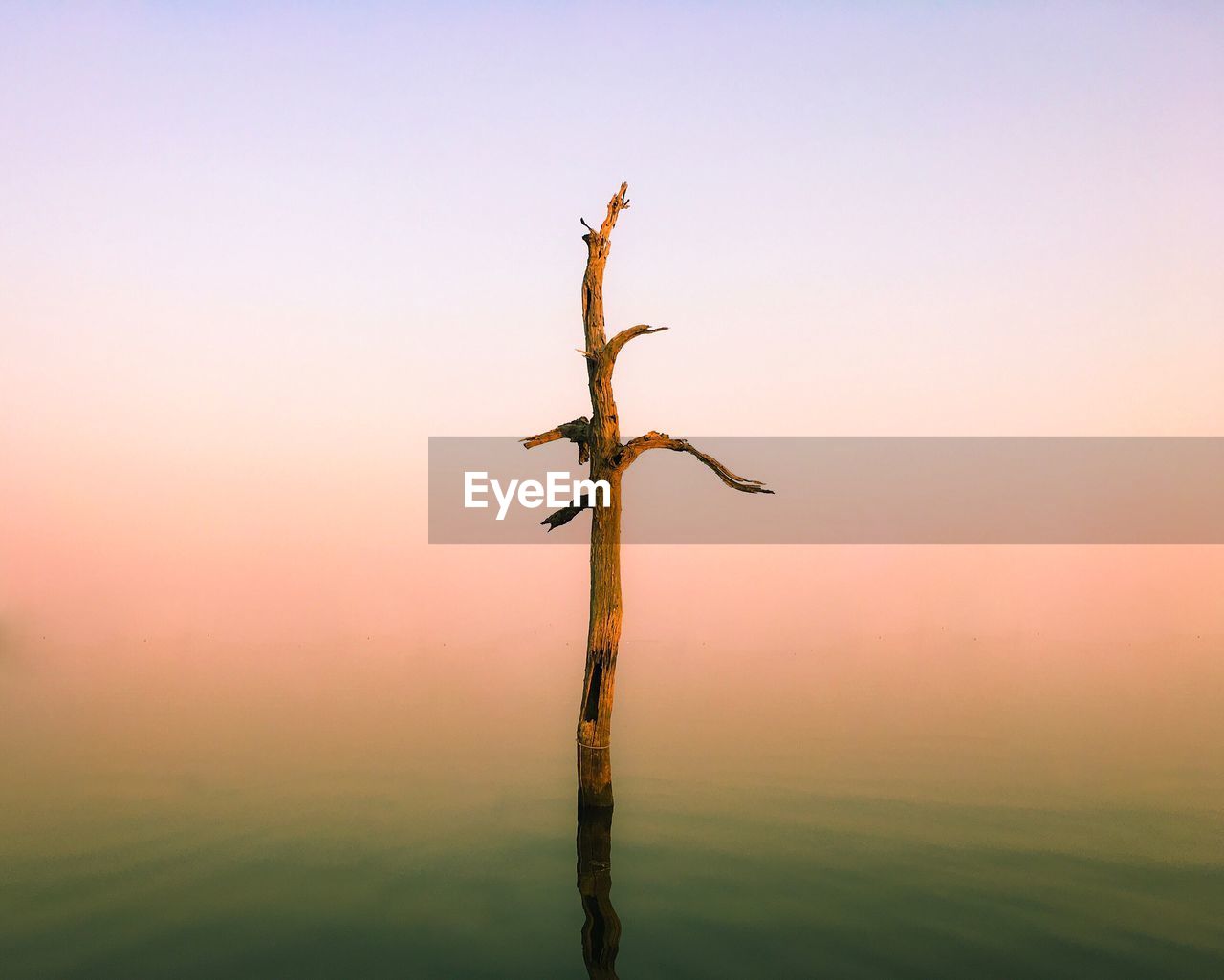 Close-up of tree trunk against sky during sunset