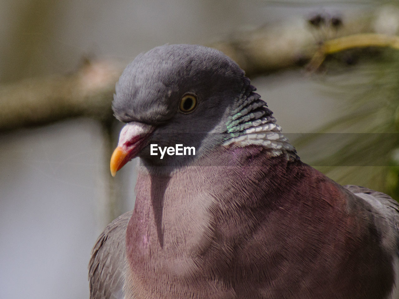 Close-up of pigeon