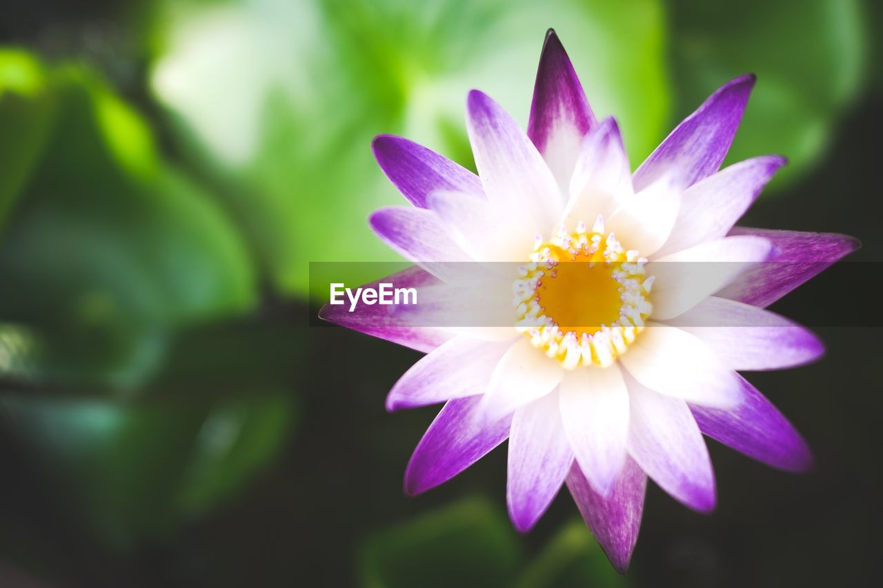 Close-up of purple flower