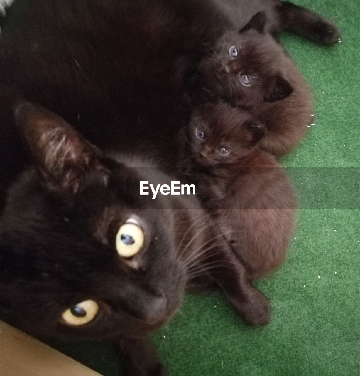 CLOSE-UP OF BLACK CAT LYING ON GREEN BACKGROUND