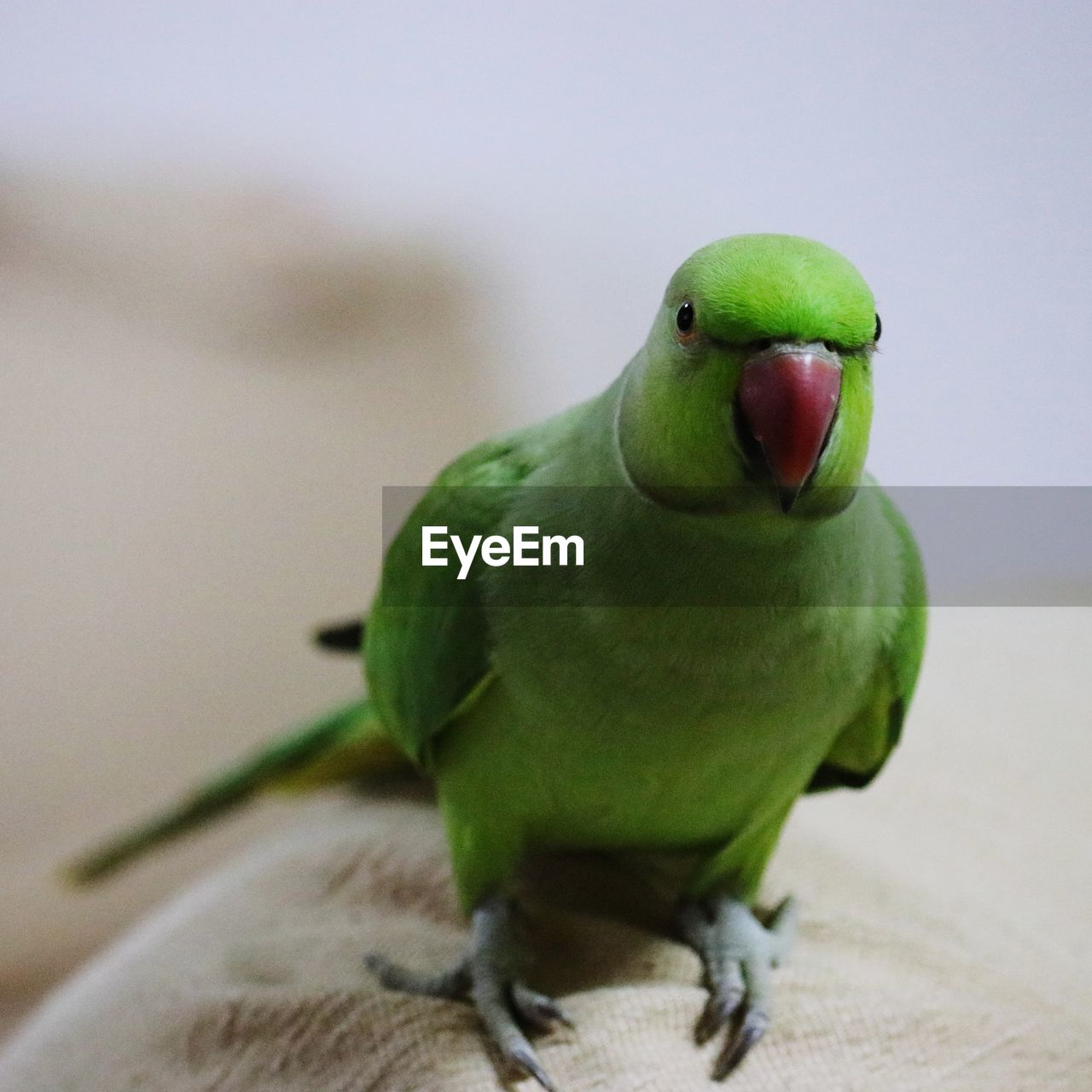 Close-up of parrot perching on table