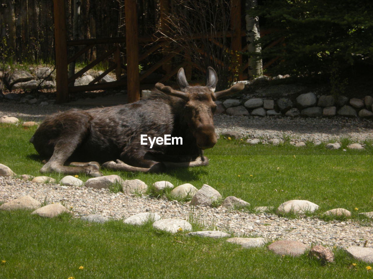 Moose sitting on field