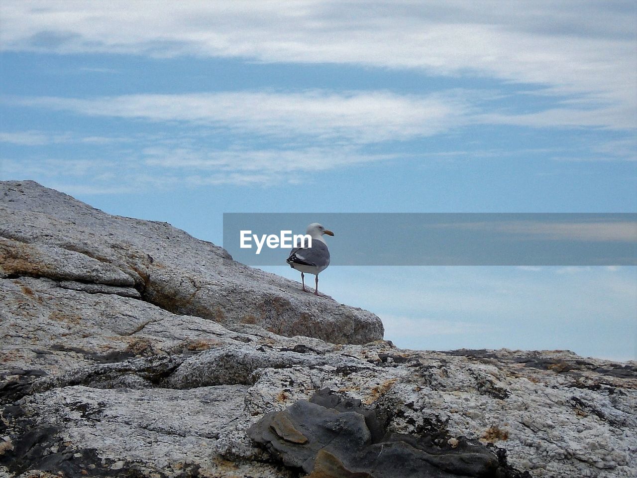 Seagull sitting on a rock 