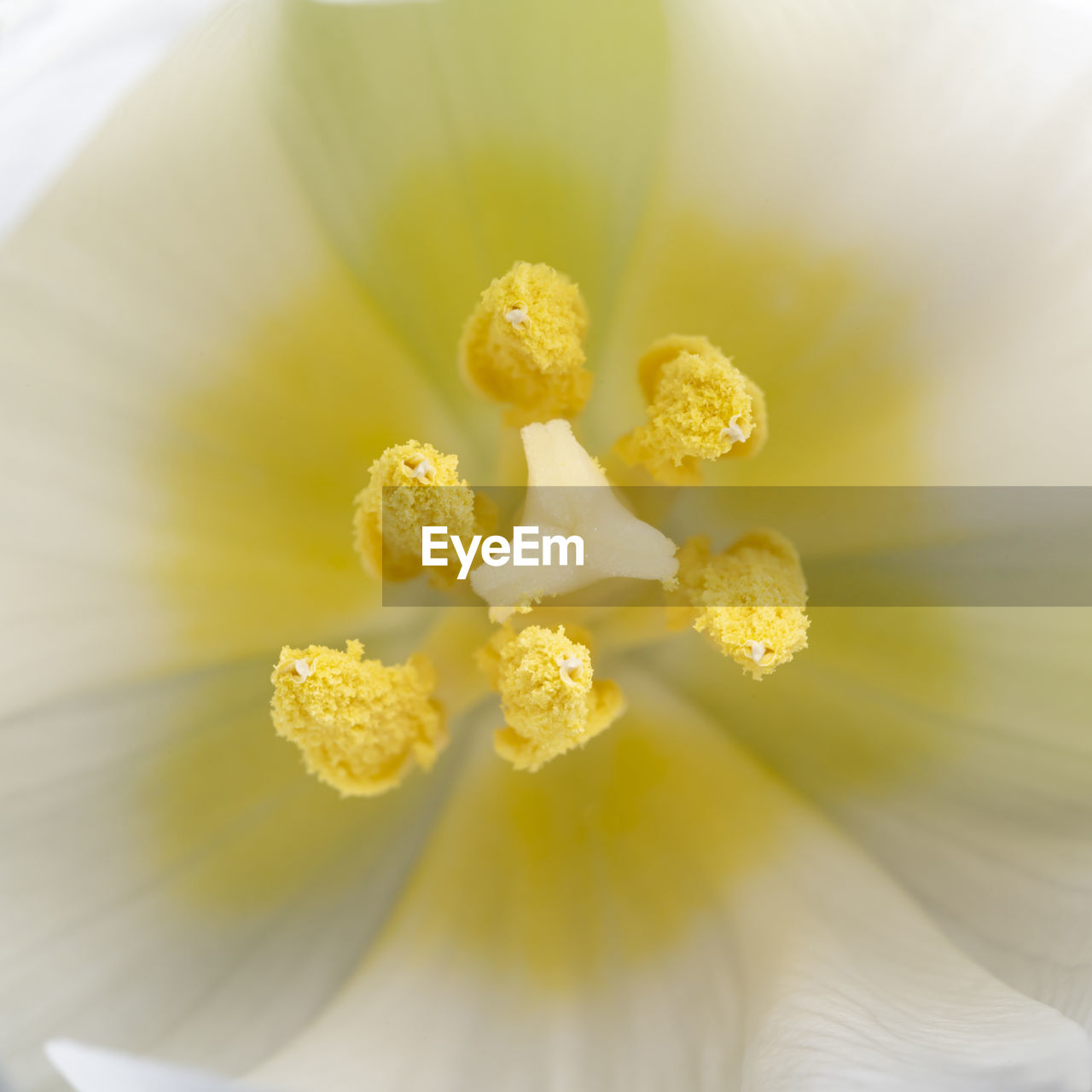 Extreme macro shot into a white flower with clearly visible pollen and pistil