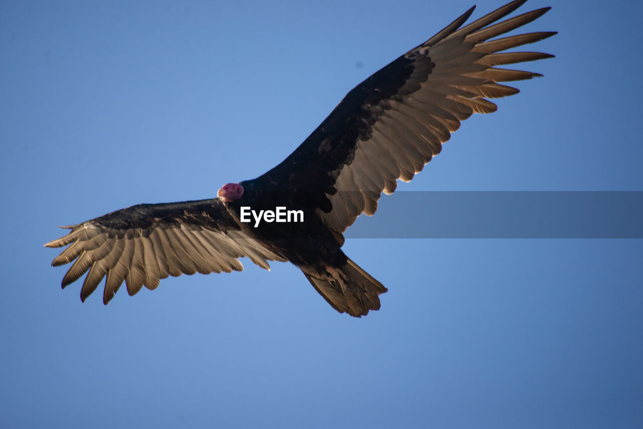 Flying vulture