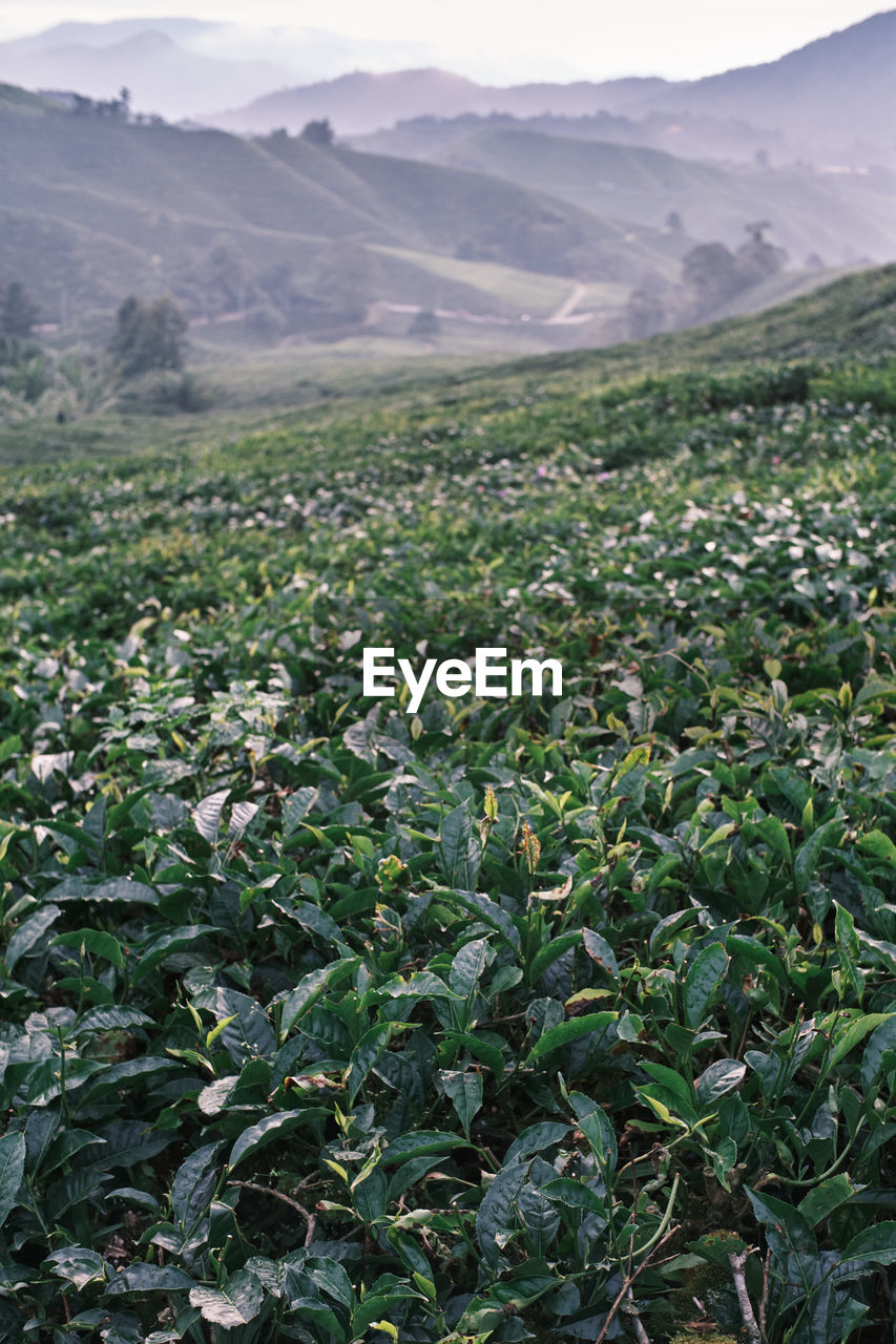 Close up view of young tea bud ready for picking at cameron highlands in pahang, malaysia.