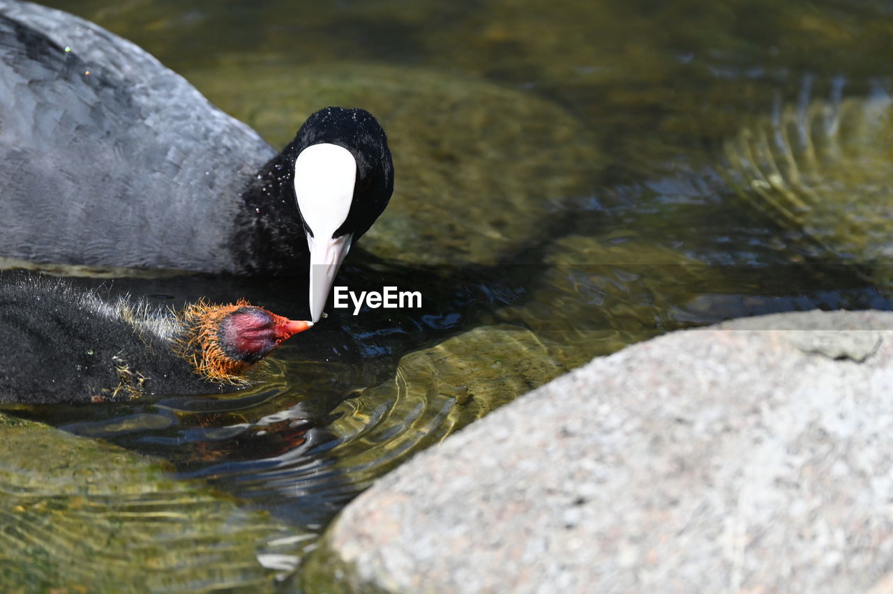 bird, animal themes, animal, animal wildlife, wildlife, water, one animal, nature, beak, water bird, lake, no people, rock, day, animal body part, swimming, duck, outdoors, black, ducks, geese and swans, close-up, puffin