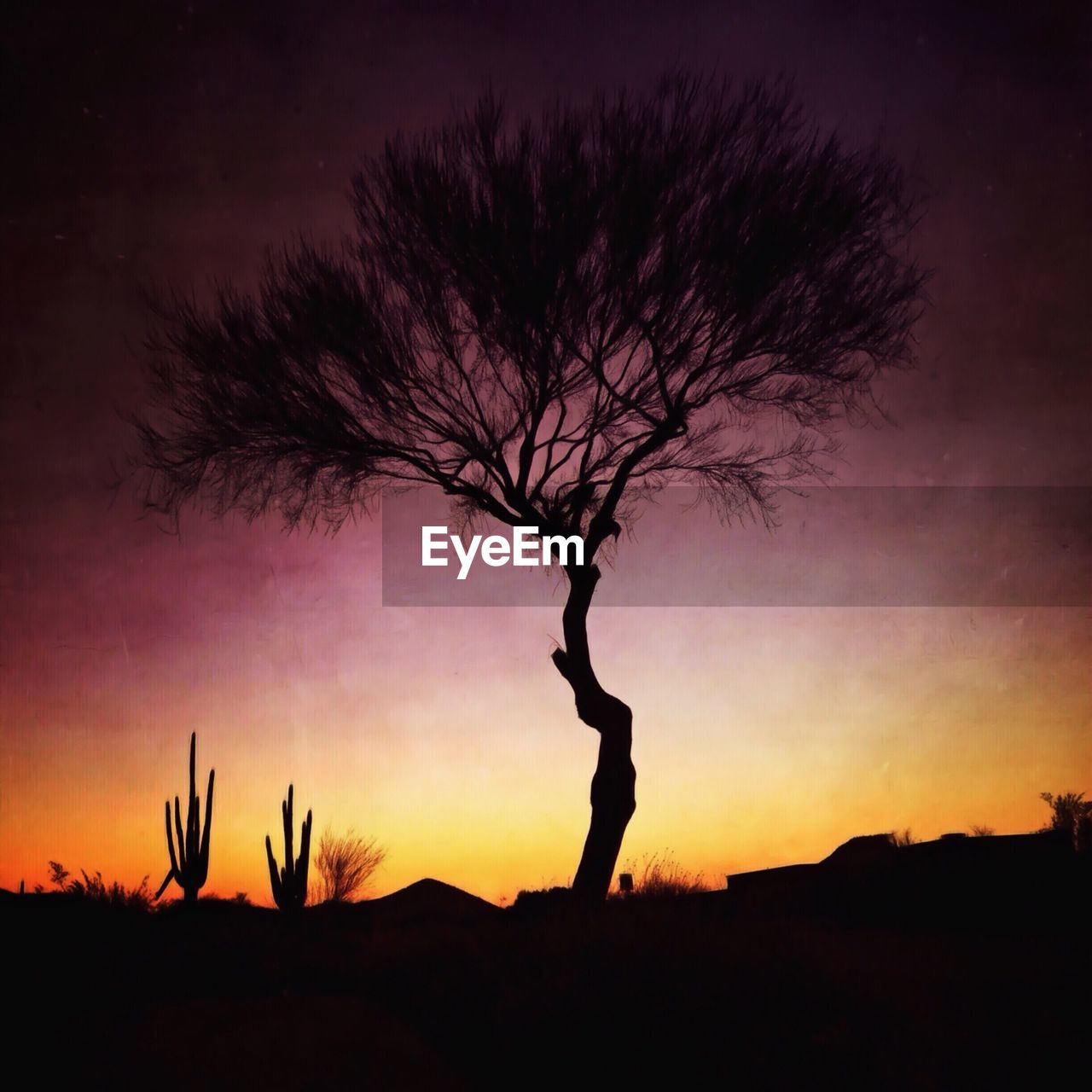 Silhouette tree in desert against sky at sunrise