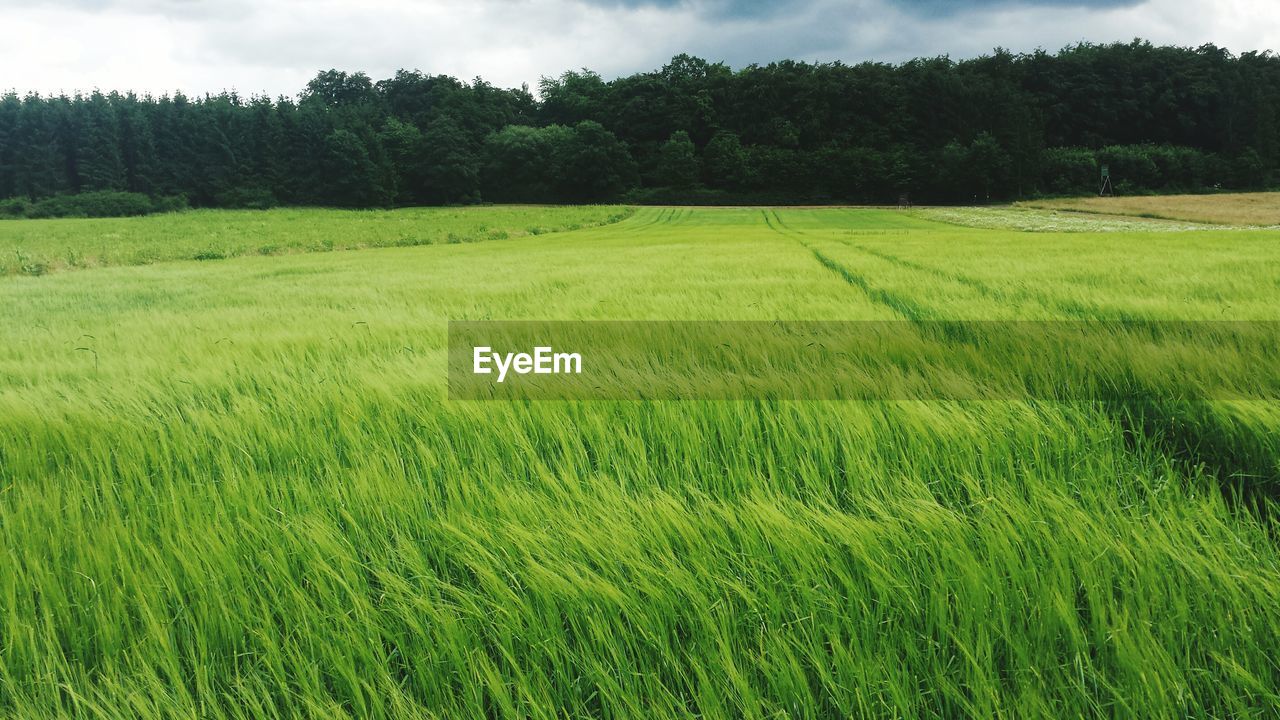 Scenic view of grassy field against sky