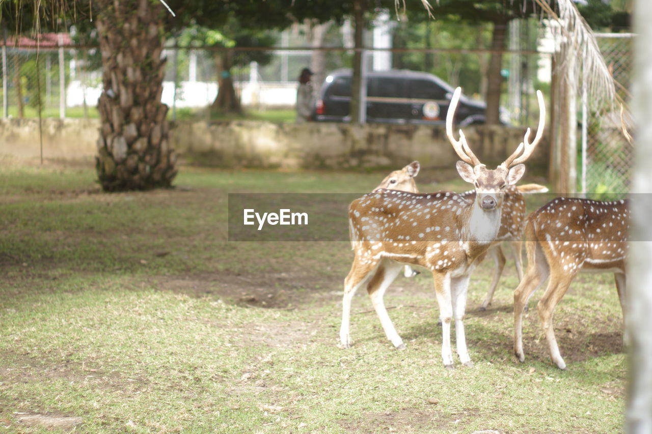 VIEW OF DEER ON FIELD