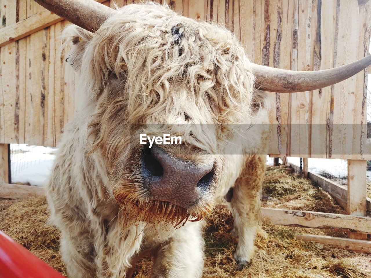 Closeup of highland bull