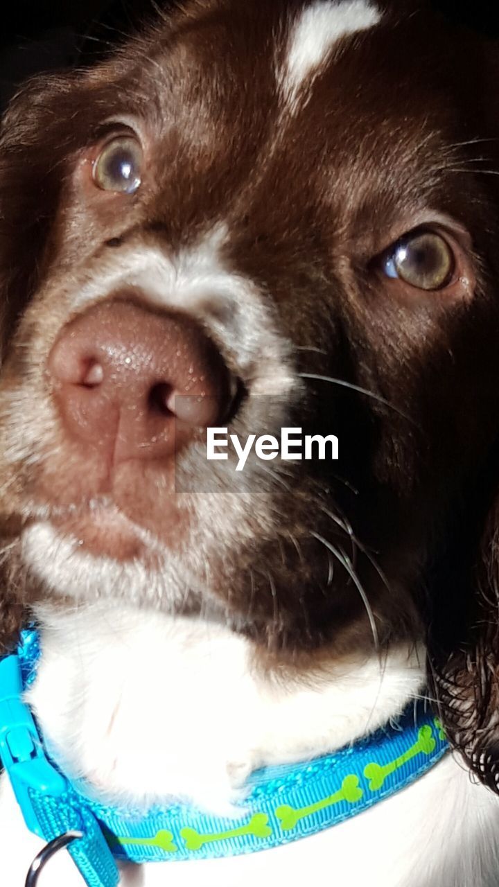 CLOSE-UP PORTRAIT OF DOG