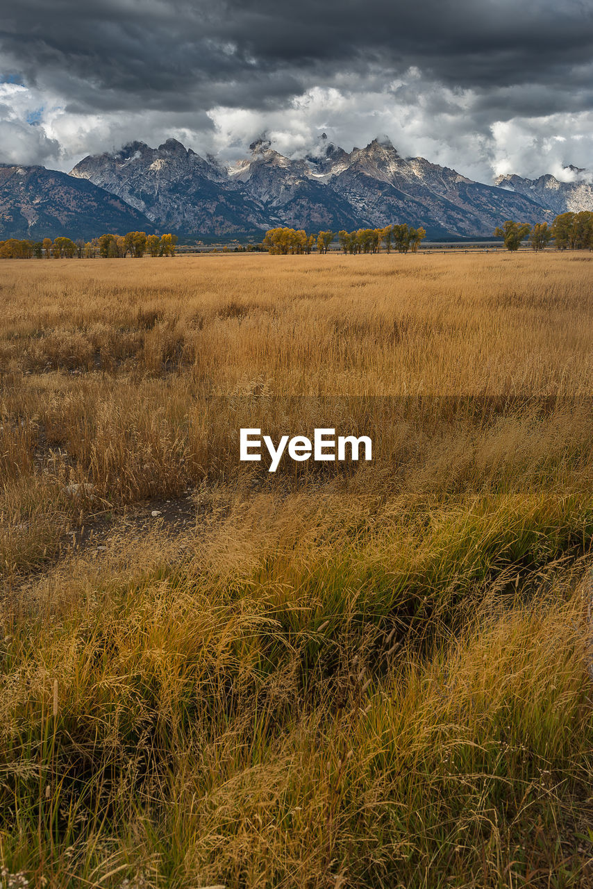 SCENIC VIEW OF GRASSY FIELD AGAINST SKY