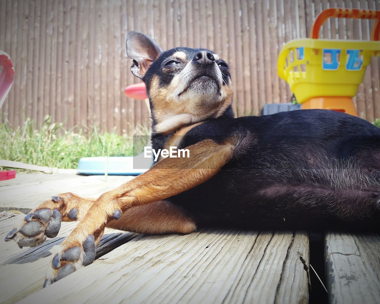 Surface level of a dog looking away