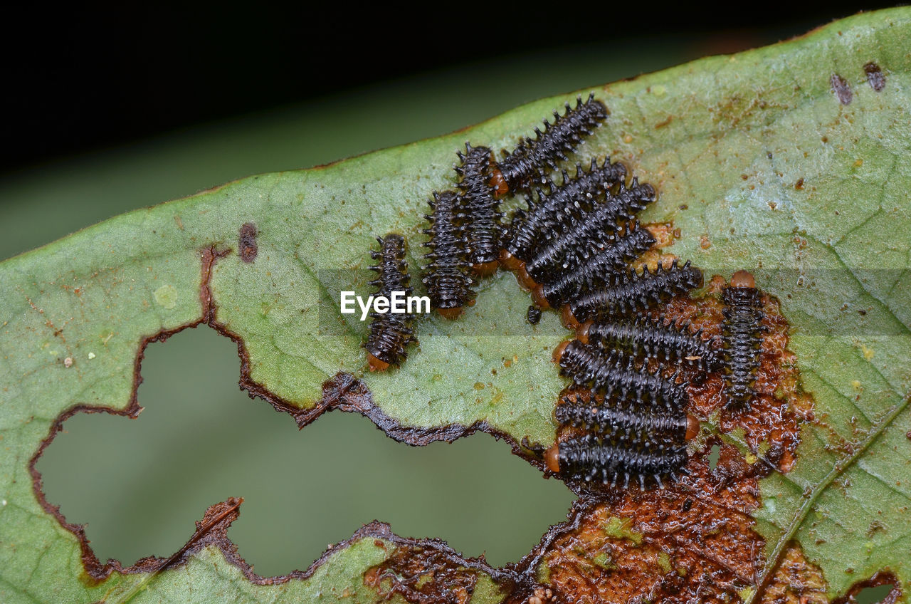 CLOSE-UP OF INSECT