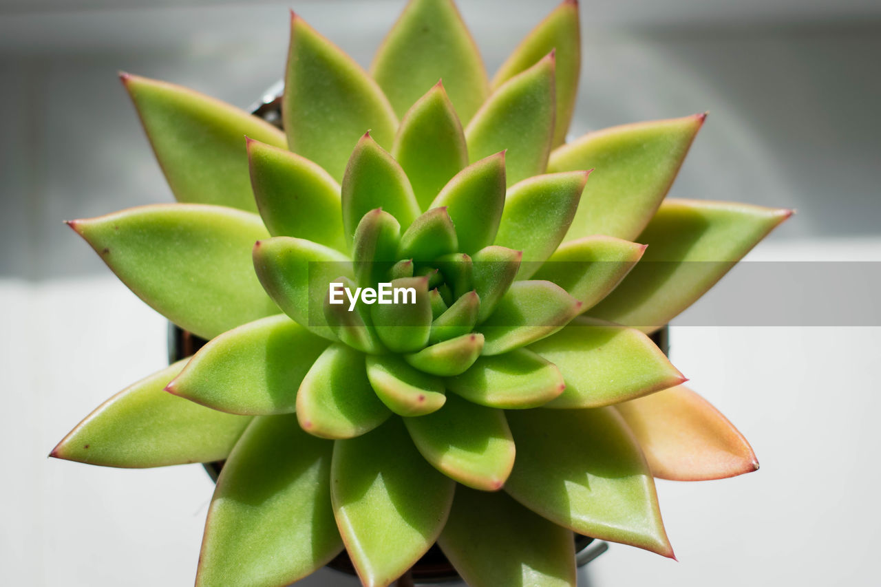 HIGH ANGLE VIEW OF SUCCULENT PLANT ON POTTED PLANTS