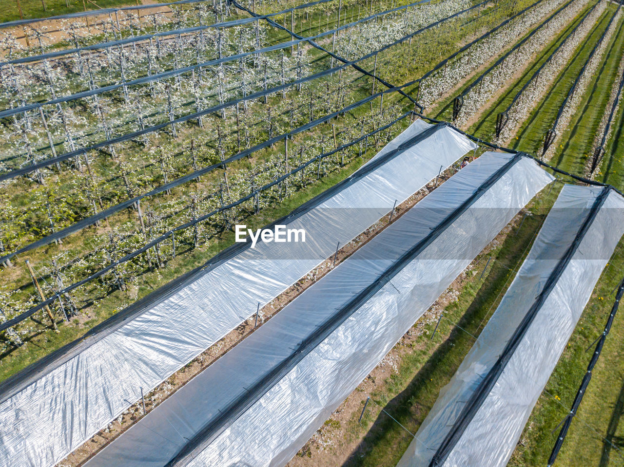 HIGH ANGLE VIEW OF GREENHOUSE FIELD