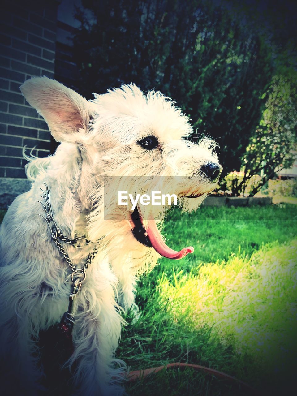 CLOSE-UP OF A DOG ON FIELD BY LAND