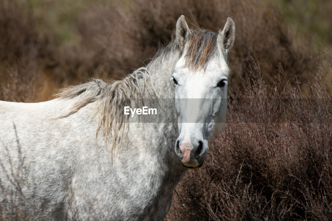 SHEEP IN A HORSE