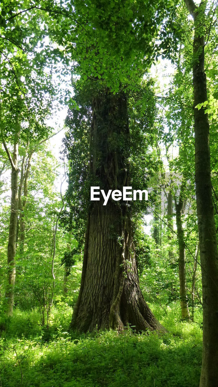 VIEW OF TREES IN FOREST