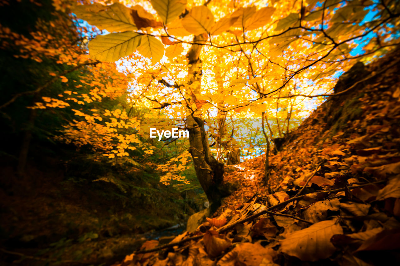 Autumn leaves on tree trunk