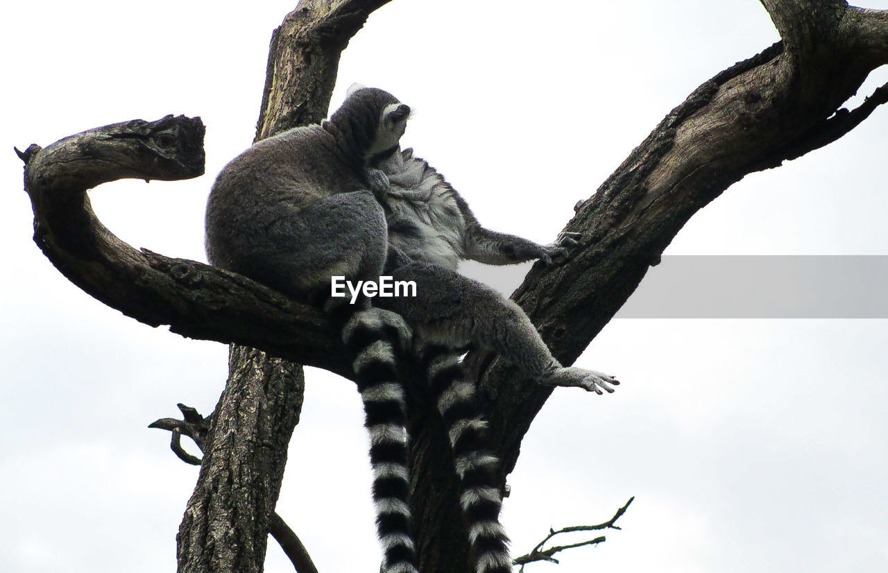 animal, tree, animal themes, animal wildlife, animals in the wild, sky, primate, plant, no people, monkey, low angle view, vertebrate, group of animals, mammal, branch, nature, day, clear sky, two animals, outdoors, animal family