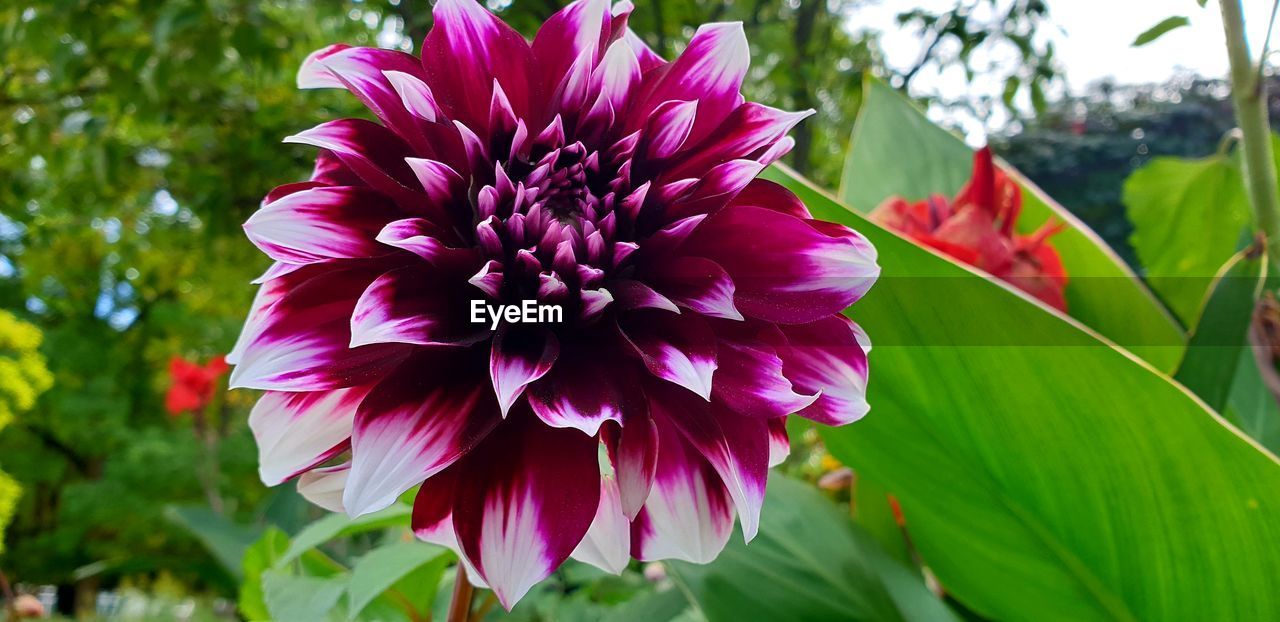 CLOSE-UP OF PINK DAHLIA