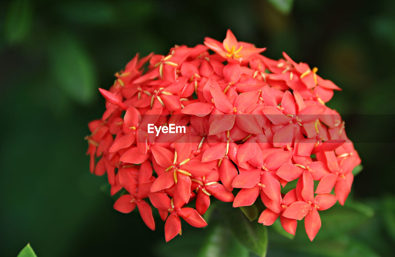 Close-up of red flowers