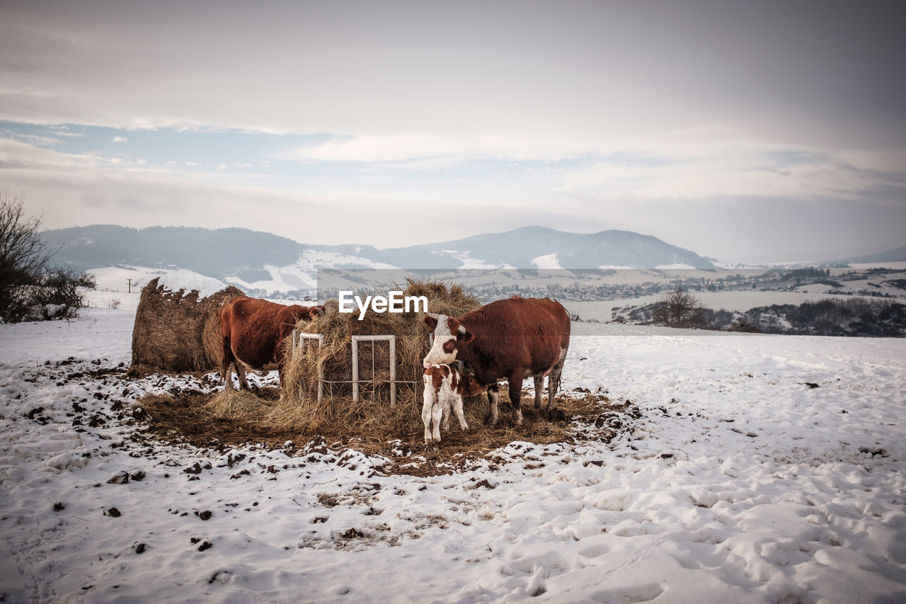 Cow standing on snow covered field against sky