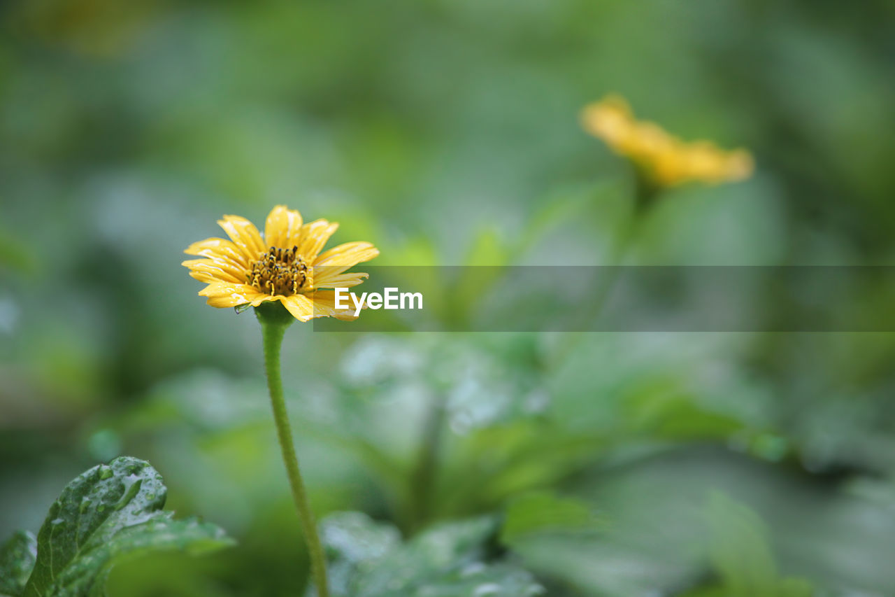 Close-up of yellow flower blooming outdoors