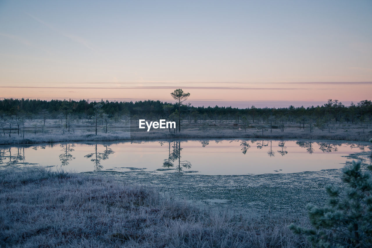 A beautiful morning landscape in a frozenswamp. a small swamp ponds in autumn. 