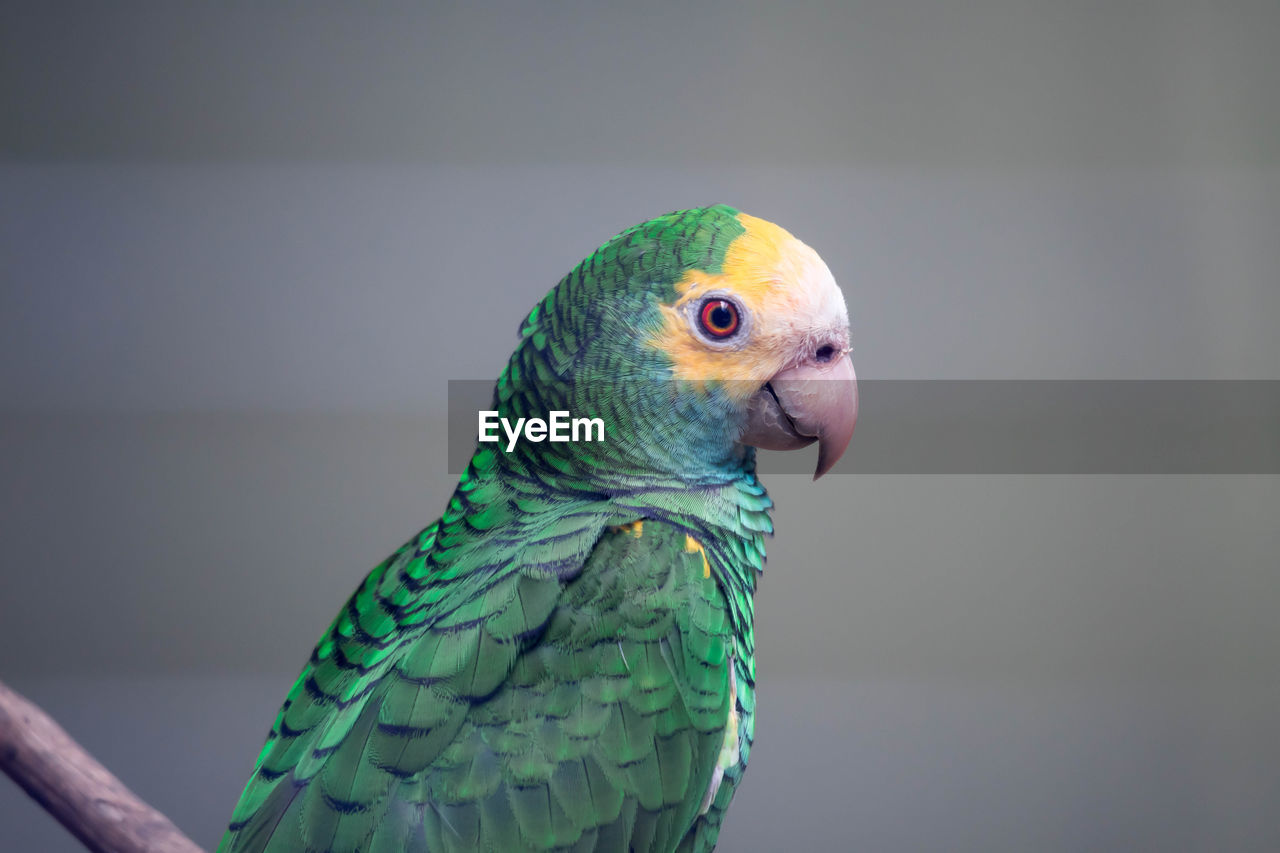 CLOSE-UP OF PARROT PERCHING ON A BIRD
