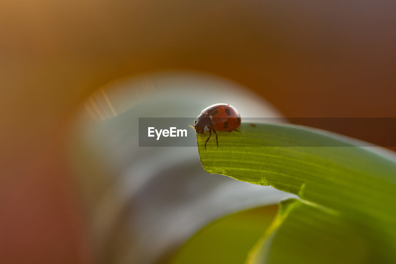 Close-up of insect on leaf