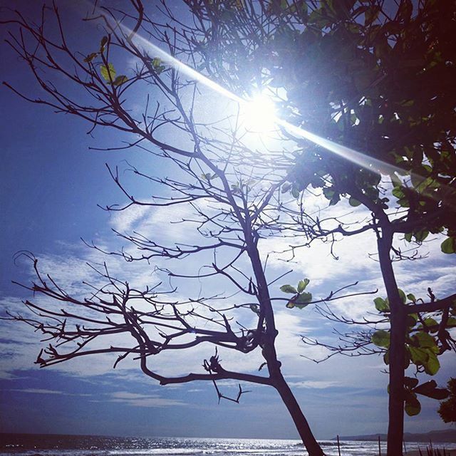 SUN SHINING THROUGH TREES