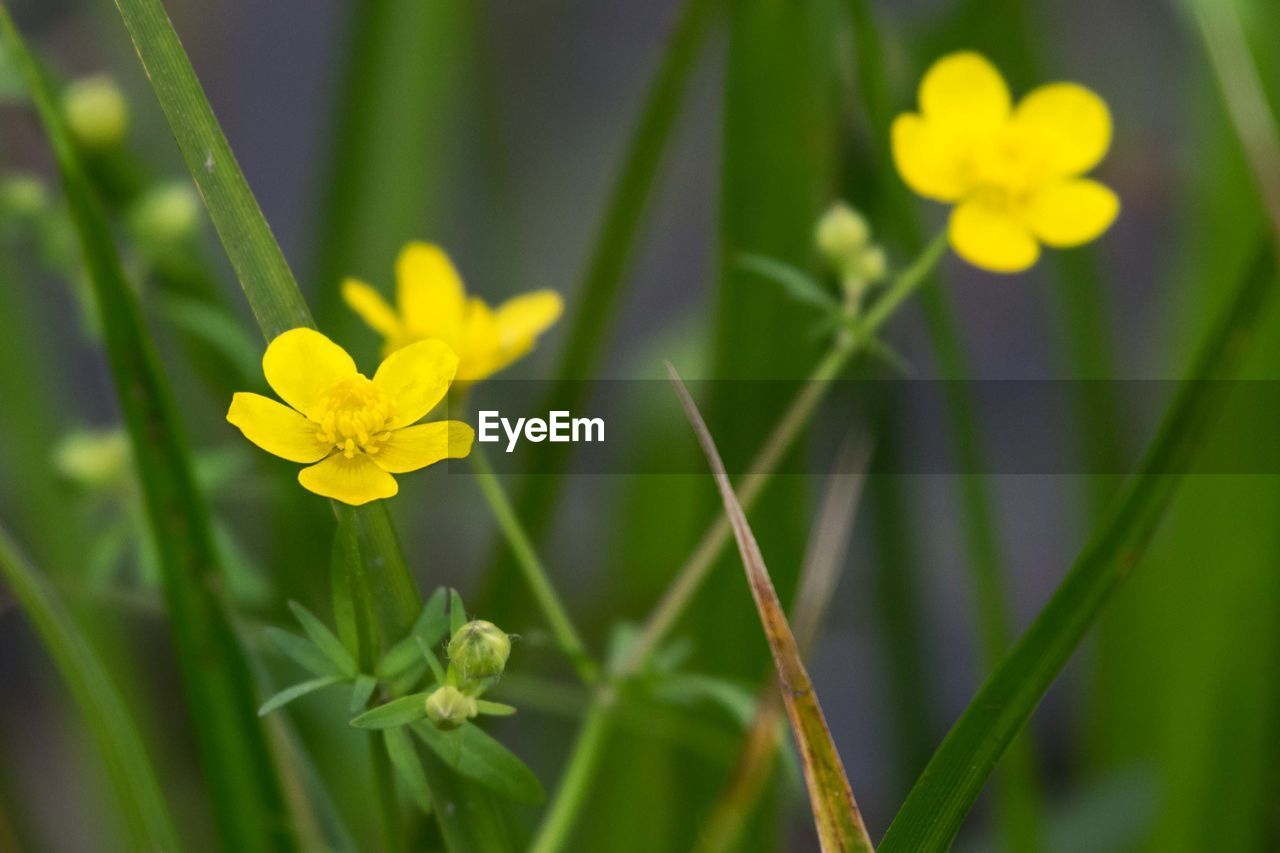 Close-up of yellow flowers blooming outdoors