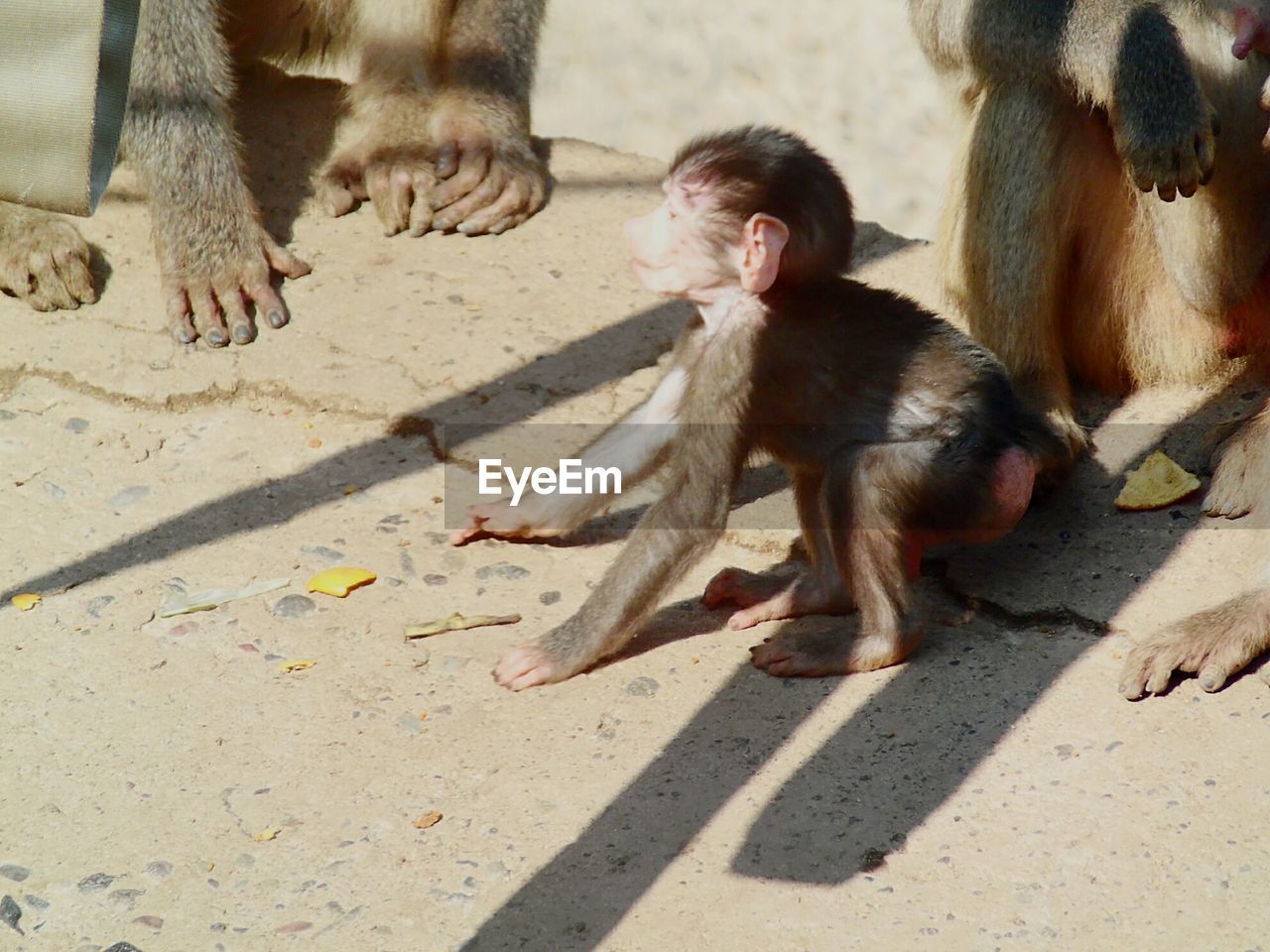 HIGH ANGLE VIEW OF A MONKEY ON THE GROUND