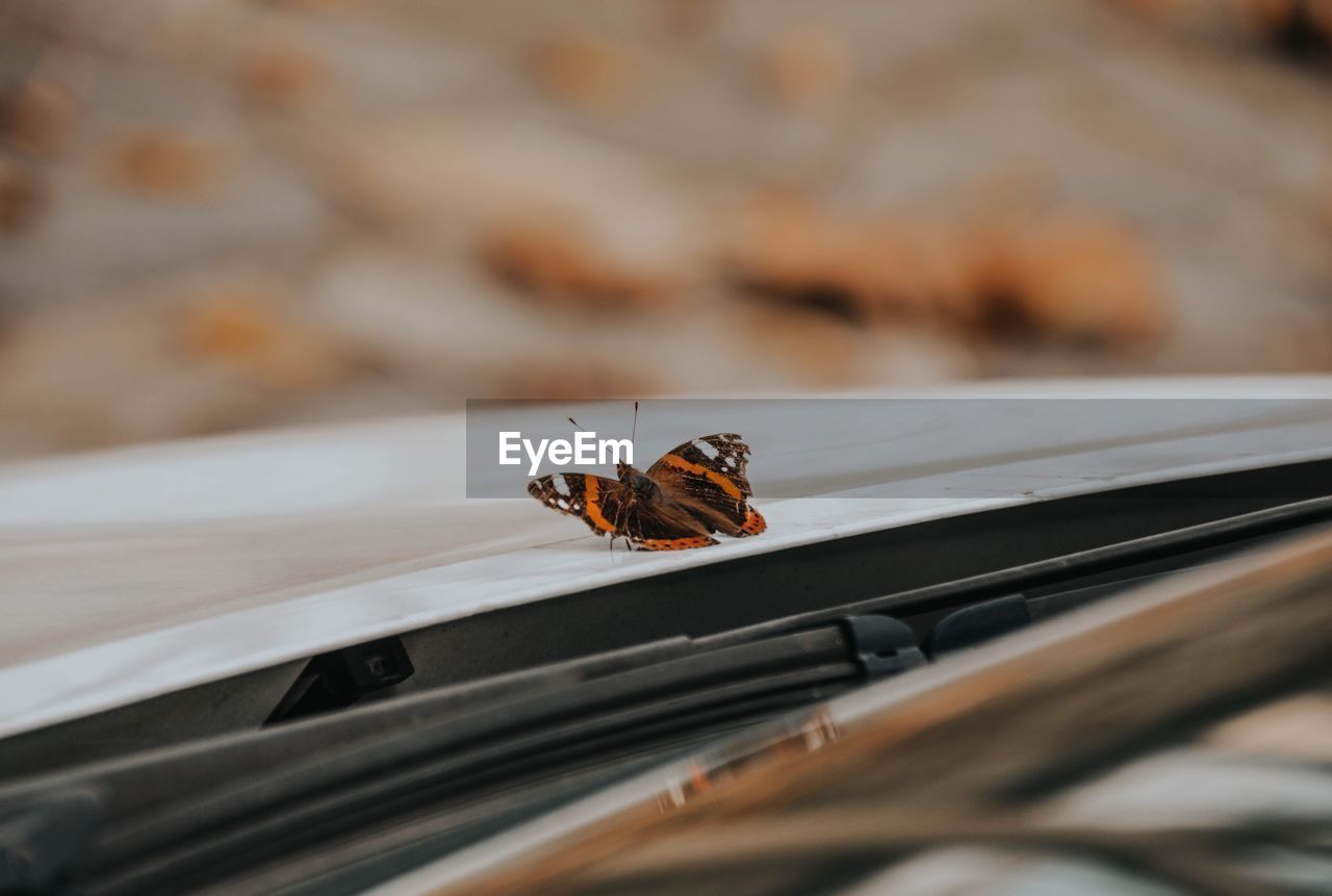 Close-up of butterfly on window