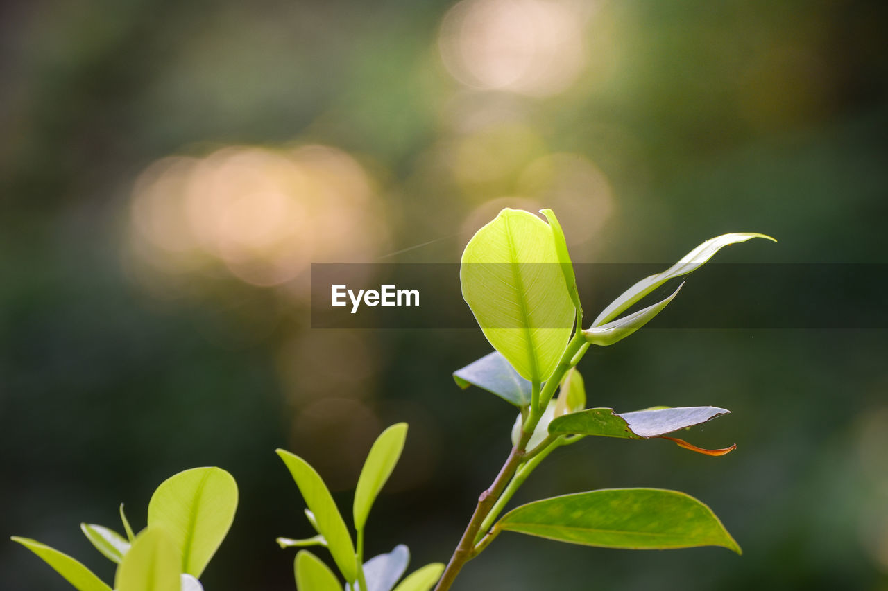 CLOSE-UP OF PLANT OUTDOORS
