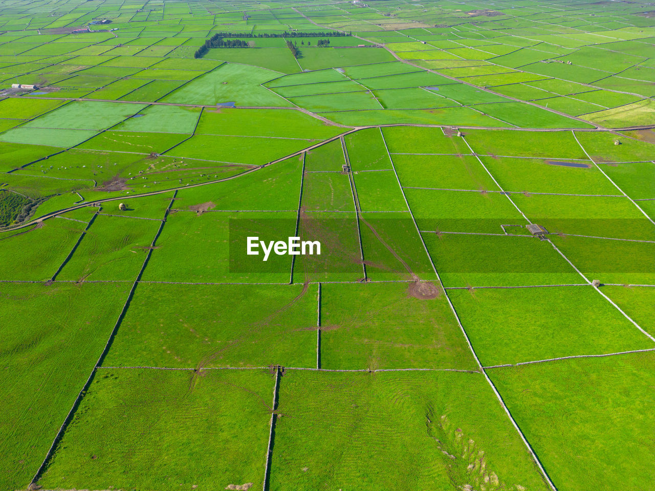 high angle view of grassy field